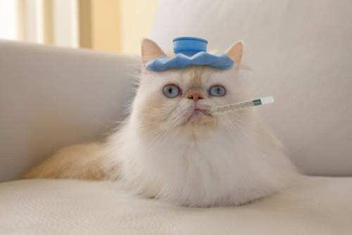 猫咪感冒了怎么办喂点什么药