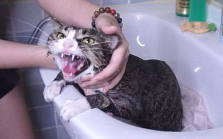 关于主子洗澡的那些事 猫咪 