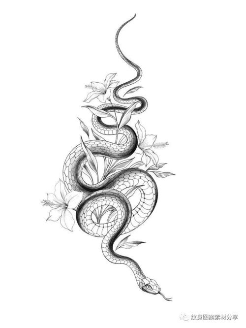 蛇与素花纹身手稿
