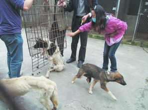 志愿者自贡围堵贩狗车续 900只狗将成都安家 