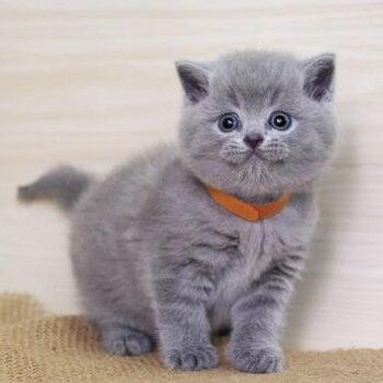威海宠物猫威海猫舍卖猫买猫地方有布偶渐层蓝白蓝猫领养 