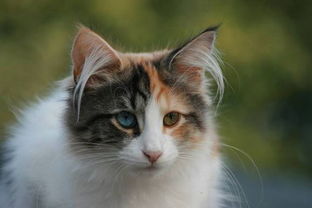养猫知识 猫咪的眼睛红肿有分泌物是怎么回事