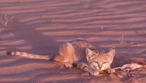 沙漠中最强悍的 小猫 ,52 照样能生存,吃毒蛇如 辣条