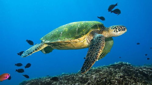 世界海龟日,让我们一起为海洋 减塑