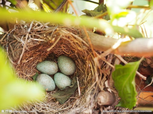 梦见鸟巢中的鸟蛋是什么意思呀(梦到鸟巢有很多蛋是什么意思?)