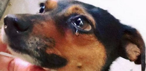 狗狗为什么会流眼泪呢 最常见的几个原因