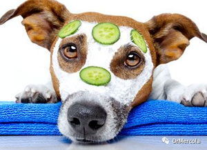 狗可以吃黄瓜吗