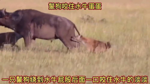 两只鬣狗轻松放倒一头成年水牛,掏蛋真的太致命了 不愧是主任 