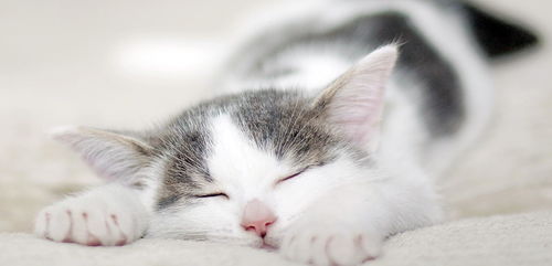 猫咪打呼噜是因为睡得太香 宠物专家 现在知道还不晚