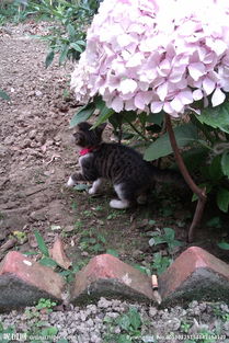 小猫与绣球花图片 