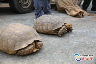 广东海警查获24只苏卡达龟 属一级野生保护动物 图