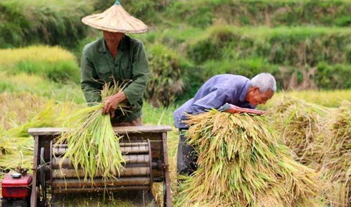 60岁以上农民,在城里找不到工作,回农村老家种地能养活自己吗