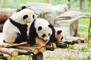 为熊猫宝宝起名累坏日本人 这些呆萌网红都是咋起名 
