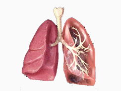 肺炎支原体感染的症状，支原体肺炎身体有哪些症状