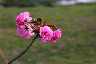 广州南沙蕉门绿道樱花攻略高分(蕉门地铁站附近免费停车场)