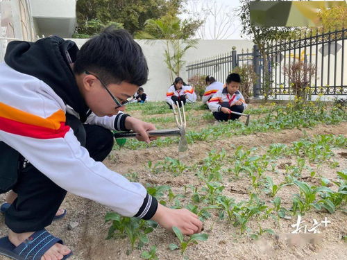 记者实地走访赤港 南山小学和广澳学校 发现