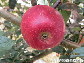 7月份早熟苹果品种 四个早熟苹果新品种