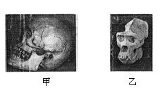 在东非大裂谷地带,古人类学家发现了距今175万年前的古人类﹣﹣ 东非人 及其遗物,他们用过的石器明显经过加工,说明 东非人 已具备 