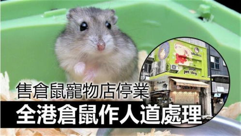 港媒 铜锣湾一宠物店仓鼠阳性,店员和顾客先后确诊,不排除动物传人情况