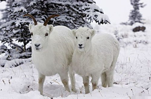 羊羊羊 2021年,穿什么衣服最旺财 生肖羊1月20号开始转变