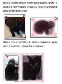 如何养好一只猫 乖乖成长记 