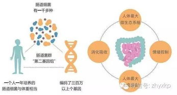 想了解一个人就要了解他的肠道菌群 