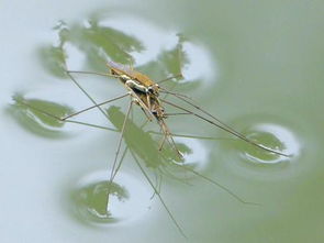 这种昆虫可以浮在水面上,在农村河边很常见,到底是什么