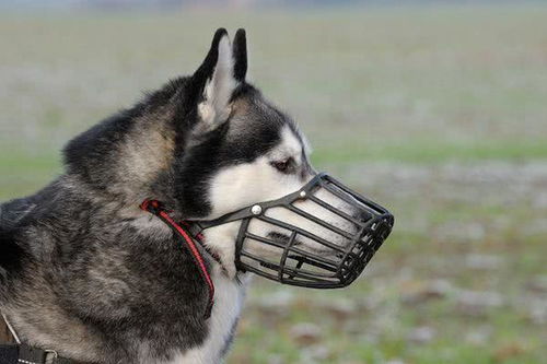狗狗为什么要戴口罩,怎么给狗狗挑选口罩 什么时候不能使用口罩