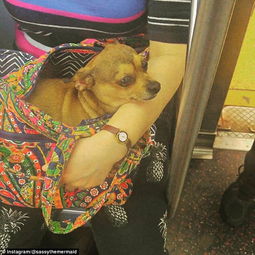 在美国纽约 乘客都是这样带狗上地铁的 