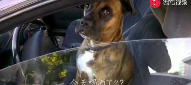狗狗在车里坐等主人,警察来查 酒驾 ,狗狗被问得一脸懵逼