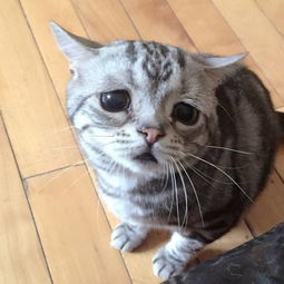 英小猫表情忧伤 被称 世上最悲伤的猫 