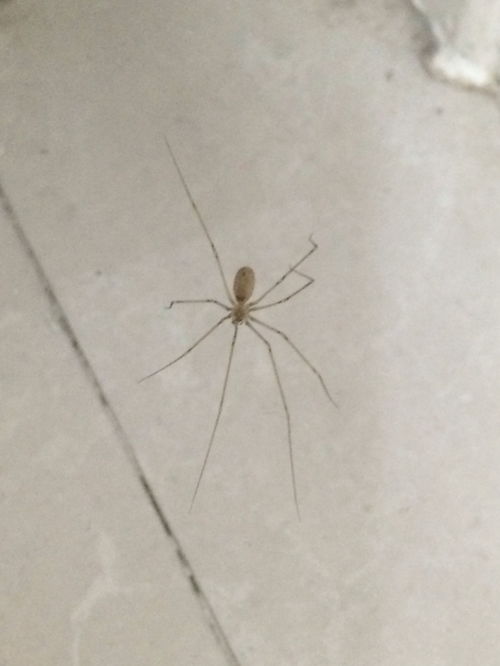 家里角落发现的蜘蛛,什么品种有没有害啊 
