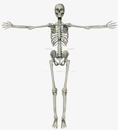 人体骨骼架素材图片免费下载 高清图片png 千库网 图片编号5979974 