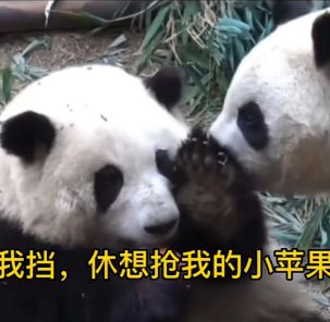 熊猫花花为什么这么受欢迎