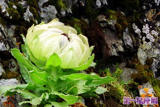 天山雪莲(天山雪莲的花语是什么)