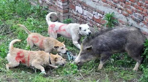 山间猛犬,野猪克星,这4种中华犬,堪比丛林中的特种兵 打猎 