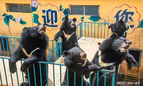 牡丹江黑宝熊乐园,我国最大的养熊基地,是亲子研学游的好地方