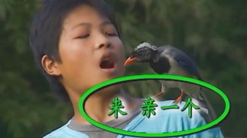 湖南12岁男孩精通鸟语,能指挥小鸟做事,他身上有何神奇之处