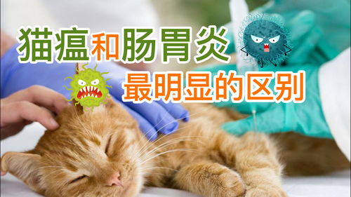 猫瘟各阶段的表现,猫瘟和肠胃炎最明显的区别