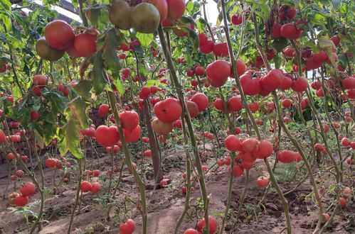 西红柿种植技术与管理,怎样管理西红柿寿命长