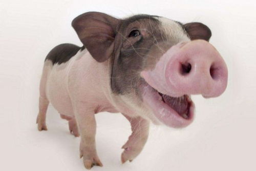 你家有属猪的生肖吗 尤其是1971年的 福气猪 ,做梦都能笑醒