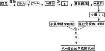 人类在预防与诊疗传染性疾病过程中.经常使用疫苗和抗体.己知某传染性疾病的病原体为RNA病毒.该病毒表面的A蛋白为主要抗原.其疫苗生产和抗体制各的流程之一如下图.请回答 