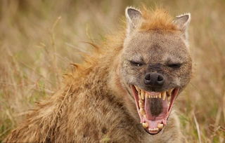 鬣狗为什么喜欢狞笑着活吃猎物