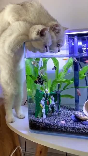 猫盆里有水就是不喝,非要喝鱼缸里的水,真是上梁不正下梁歪 