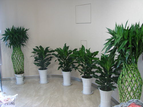 室内植物盆景十大排名