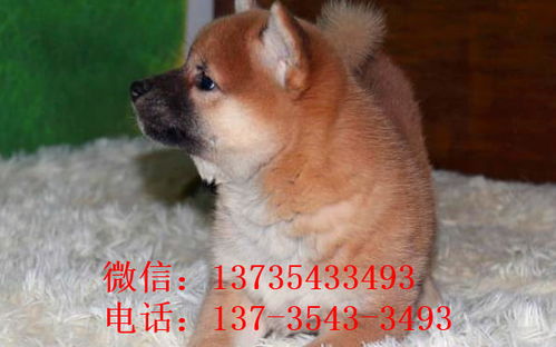 芜湖犬舍出售纯种柴犬 宠物狗市场在哪 哪有狗买卖