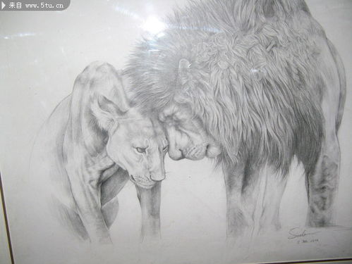 素描 狮子 原创鼠绘 手绘作品 百图汇设计素材 