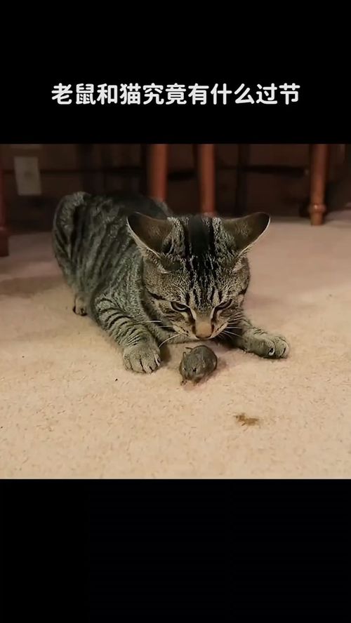 猫为什么喜欢捉老鼠 科普 