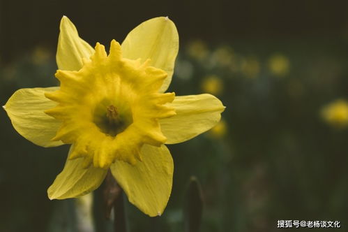 让男人死心塌地的三个生肖,婚后魅力不减而增,年纪越大越成熟