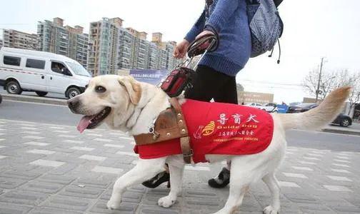 流浪犬的出路在哪里 让那些找到 工作 的流浪犬来告诉你